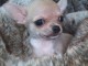 A donner chiot chihuahua très belle femelle