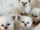 Superbes chatons sacré de Birmanie