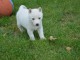 Superbes chiots Husky Sibérien.