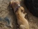 Femelle American bully Xl nommée Kaya recherche une famille 