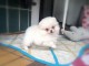 Adorables Spitz allemand lof