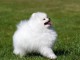 chiots spitz nain lof