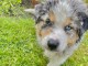 Chien à donner contre bon soin l