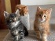 Chatons maine coon mâles et femelles Loof