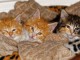 Adorable chatons maine coon