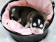Chiots Pomsky Adoption 