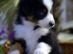 CHIOT BERGER AUSTRALIEN