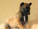 Chiots bergers malinois LOF disponibles et à réserver: 