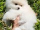 chiots spitz nain à donner contre bons soinsD