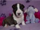 Chiot Bull Terrier a donner