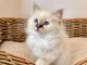 chaton sacré de birmanie a donner