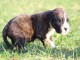 magnifique chiot Boxer a donner