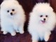 chiots spitz nain pomeranian de 3 mois 