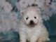 chiot spidz allemand a adopter