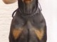 Dobermann chiots à vendre