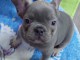 Exotique Bulldog français