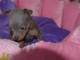 A donner Chiots Russkiy Toy