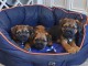 Magnifiques border terriers 