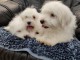 Coton de Tuléar / Pékinois chiots