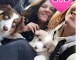 Chiots Berger Australien urgent