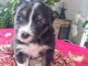 chiots Berger Australien disponibles