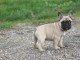 Chiot Bouledogue Français a donner