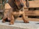 chiot Teckel a donner