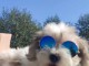 Bichon Havanais chiots