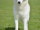 Husky sibérien mâle à vendre