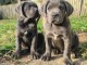 Cane Corso chiot à vendre