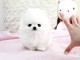 chiots Spitz pomeranian femelle et male disponible