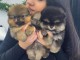 Magnifique chiots Spitz Poméranie