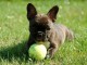 Don de chiots Bouledogue français