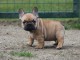 Don de chiots Bouledogue français