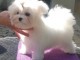 Adorable chiot bichon maltais femelle/mâle à donner