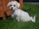 Adorable chiot bichon maltais femelle/mâle à donner