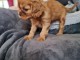 magnifiques petits cavaliers king charles disponible de suite