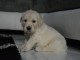 Chiot golden Retriever à donner