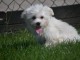 Dons chiots Bichons Maltais 3 mâles et 2 femelles 