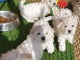 Adoptables chiots Bichons Maltais 3 mâles et 2 femelles 