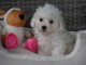 Dons chiots Bichons Maltais 3 mâles et 2 femelles 