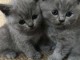 ils sont disponible a donner contre soins chatons chartreux