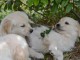 Chiot type golden retriever femelle/mâle à donner