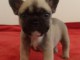 Chiot bouledogue français rouge fauve