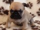 Chiot bouledogue français femelle/mâle