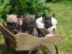 jack russel,bouledogue  français,cocker, et westie