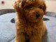 Caniche Toy Rouge chiot