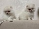 Chiot spitz allemand disponibles 