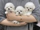 Trois chiots bichon Maltais à donner 