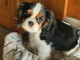 Adorable chiot cavalier king charles disponibles 